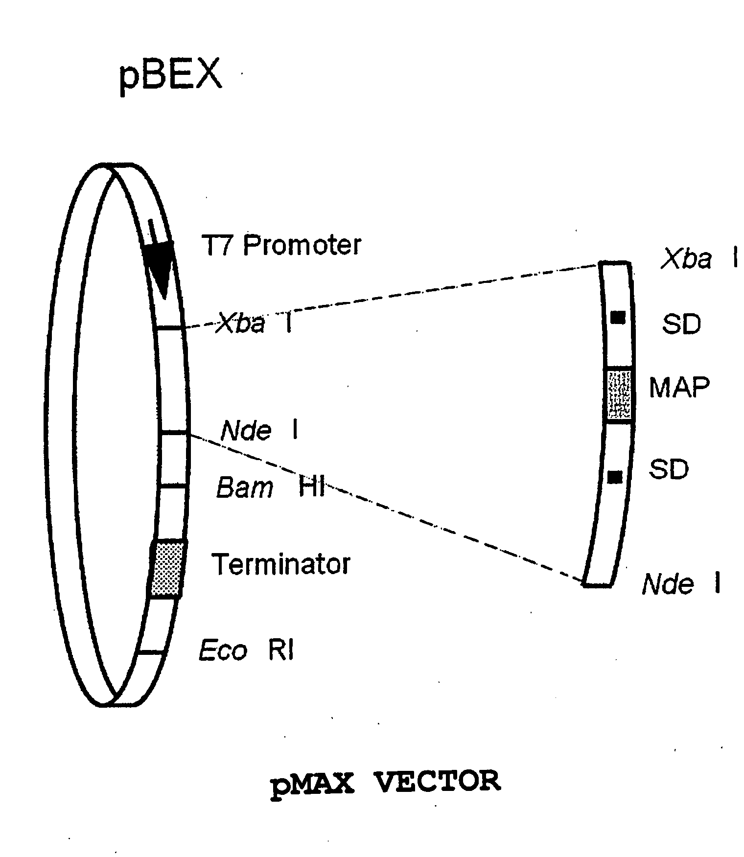 High-Copy-Number, High-Expression Vector Having Methionine Aminopeptidase Gene