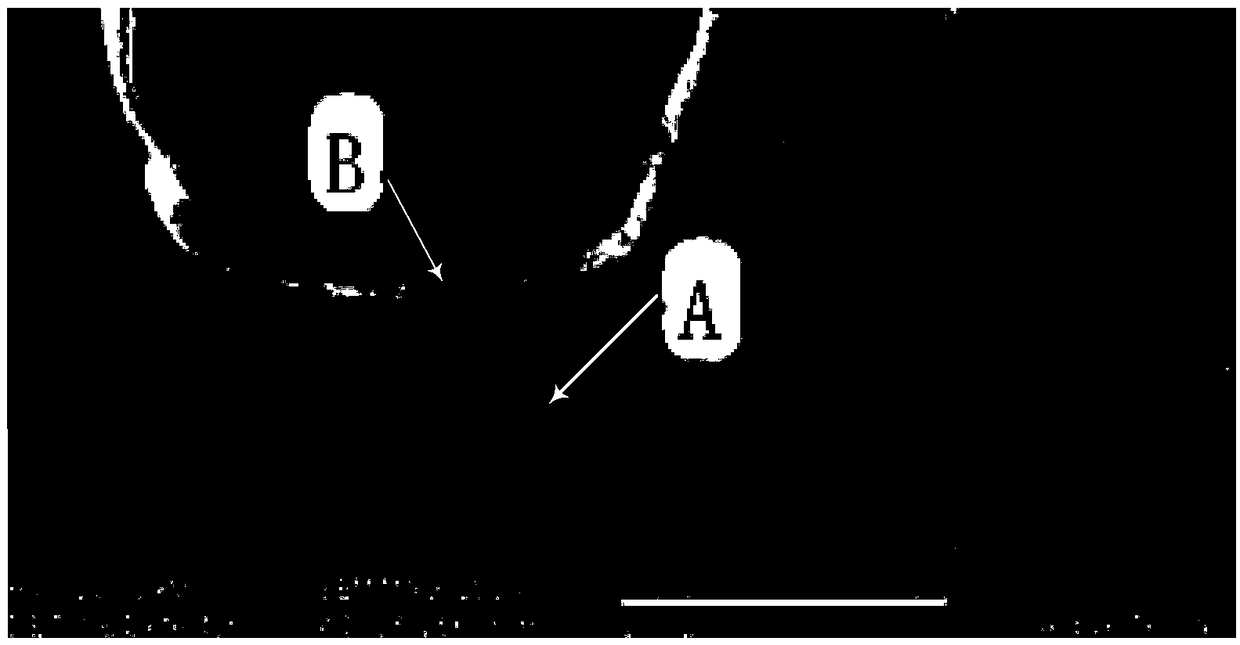 Method for predicting the wear life of stamping dies with full-time wear accumulation