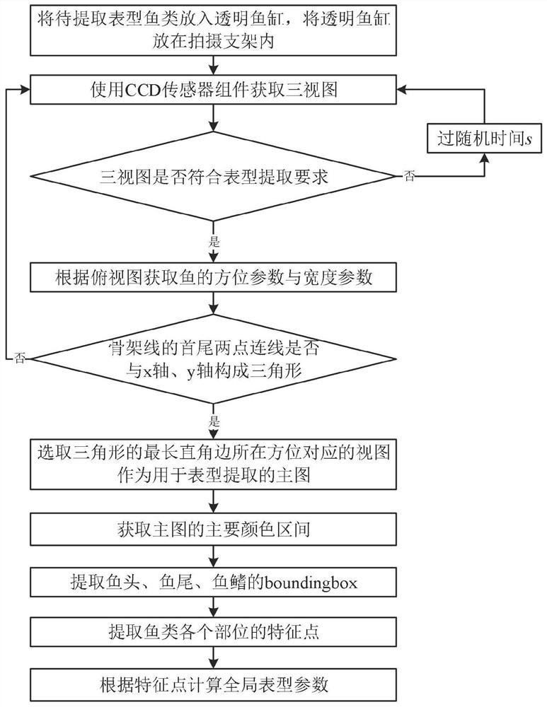 Non-contact type fish morphological phenotype automatic acquisition device and method