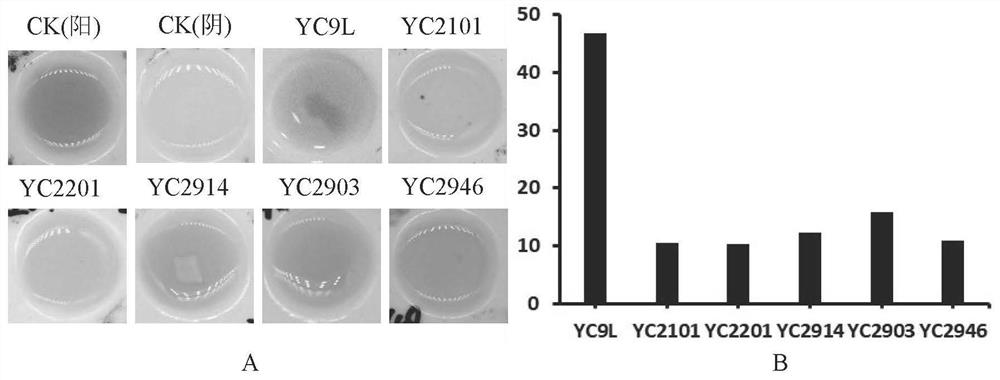Bacillus gorilla yc9l and its application
