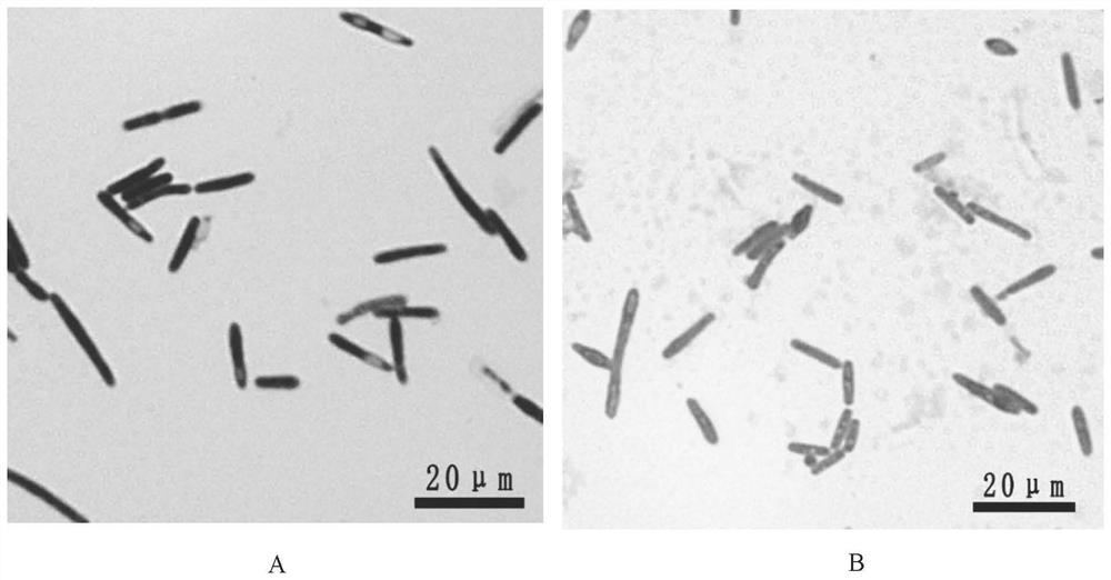 Bacillus gorilla yc9l and its application