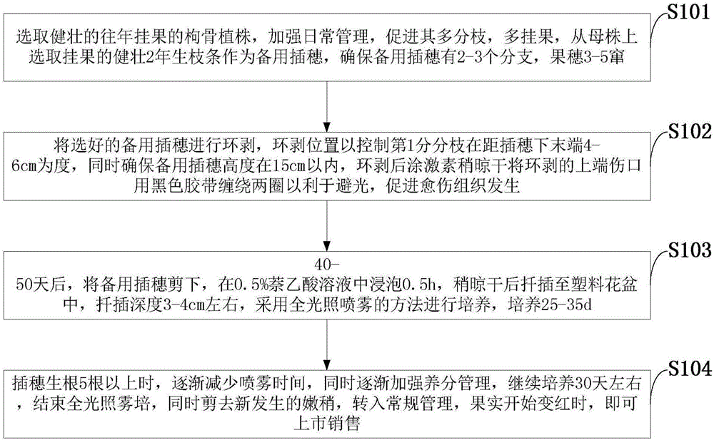 Method for fruit-bearing cutting culture of miniature potted fruit-bearing ilex cornuta