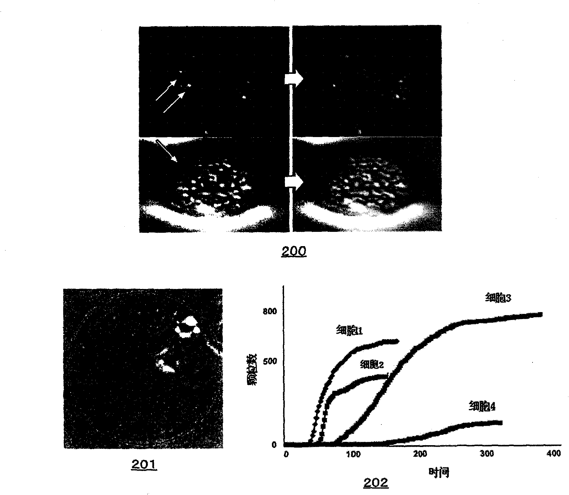 Method of capturing cell fluid and analyzing components thereof while observing cell and system for capturing and analyzing cell fluid