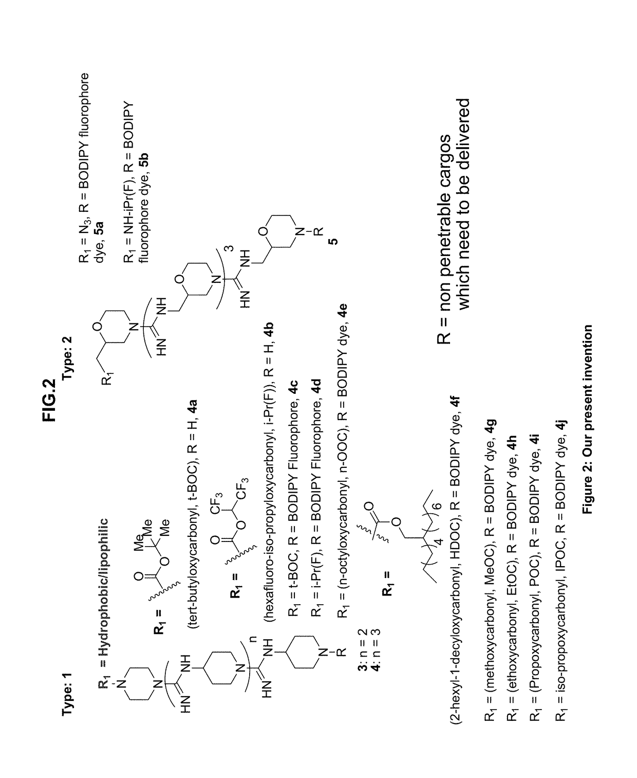 Oligo-guanidines based cellular transporter comprising heterocyclic rings with hydrophobic and/or lipophilic groups at n-terminal for effective delivery of nonpenetrable cargos in-vitro and in-vivo