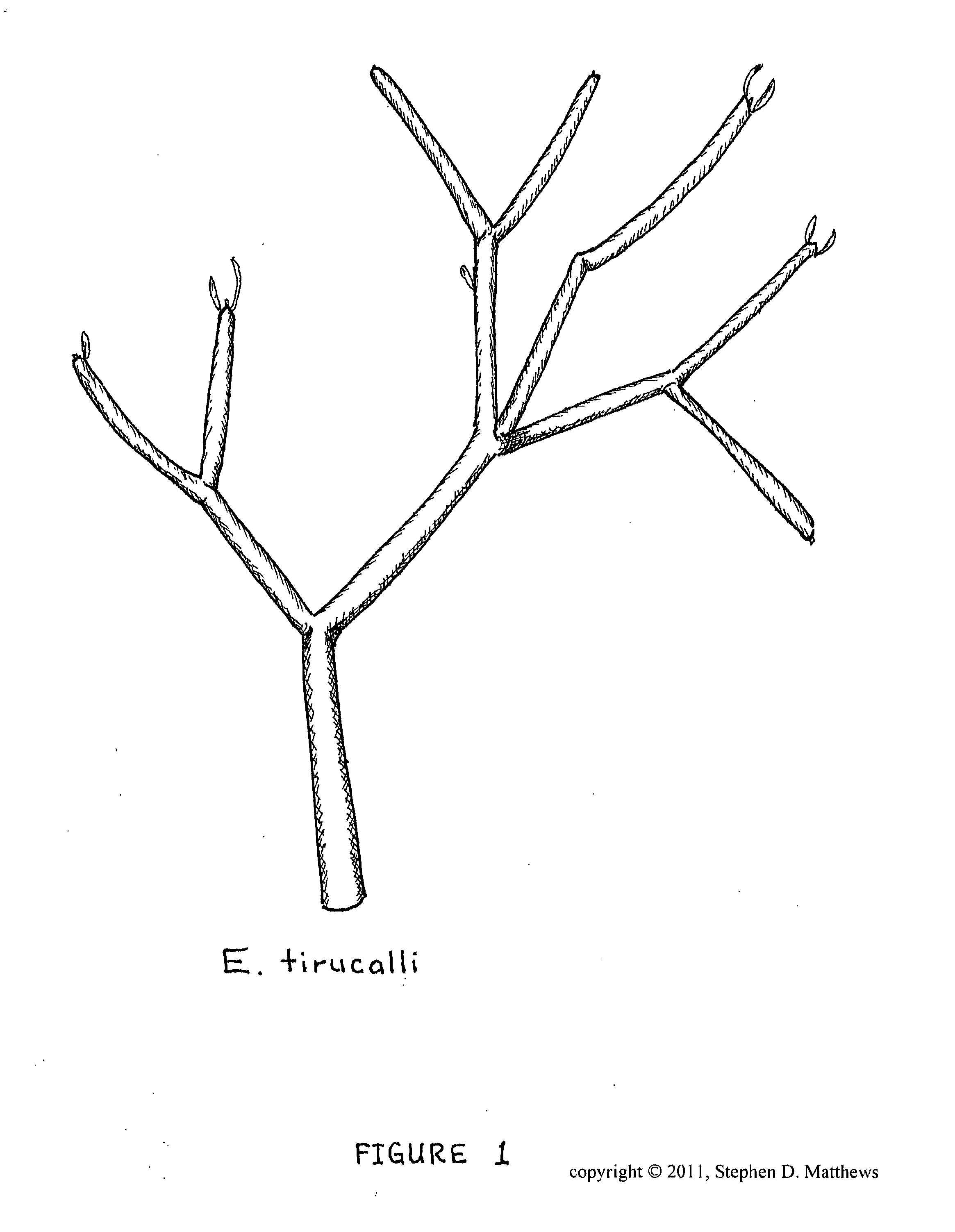 Composition of matter comprising of the creation of a low molecular weight hydrocarbon fluid exhibiting mainly oligomerized pentenes mainly comprised of 2-Methyl-2-Butene subunits as well as related plant isoprenoids composed of 2-Methyl-1-Butene subunits and other hydrocarbons from Euphorbia tirucalli biomass and a process for the extraction and refinement in making the same composition through the creation of solvent permeable batting mat and a multi-phase solvent extraction