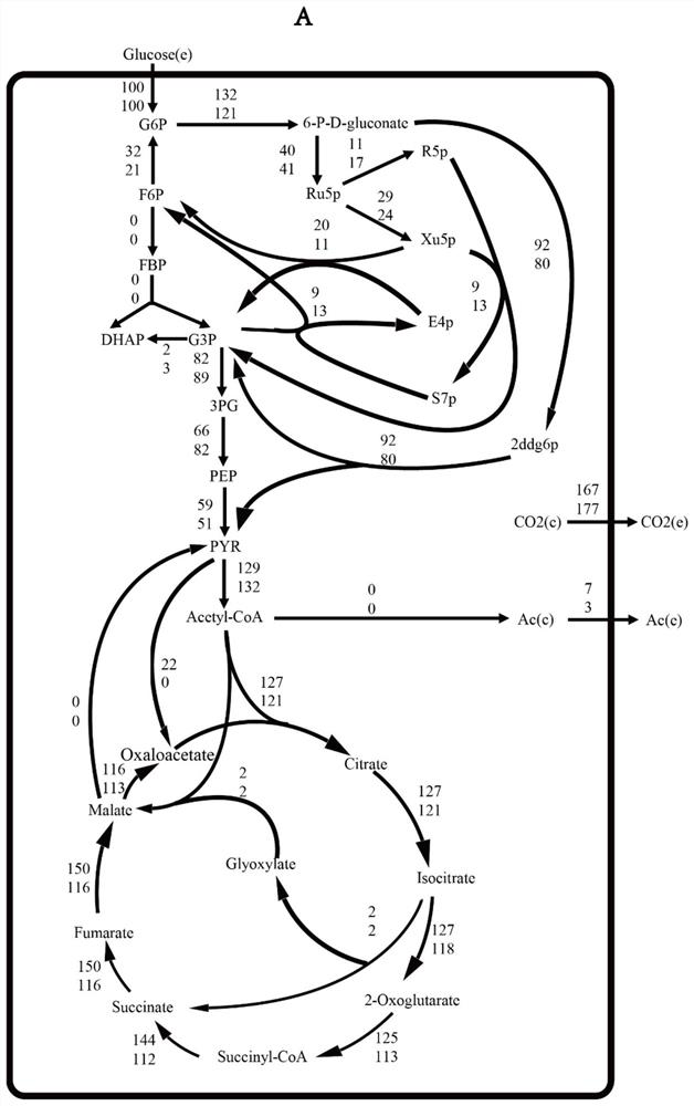 Method for improving erythromycin yield by guiding n-propyl alcohol feeding through genome model