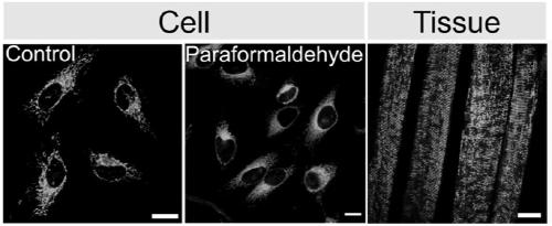 Non-reactive mitochondrial tracking fluorescent probe containing C12 lalkyl chain, and applications thereof