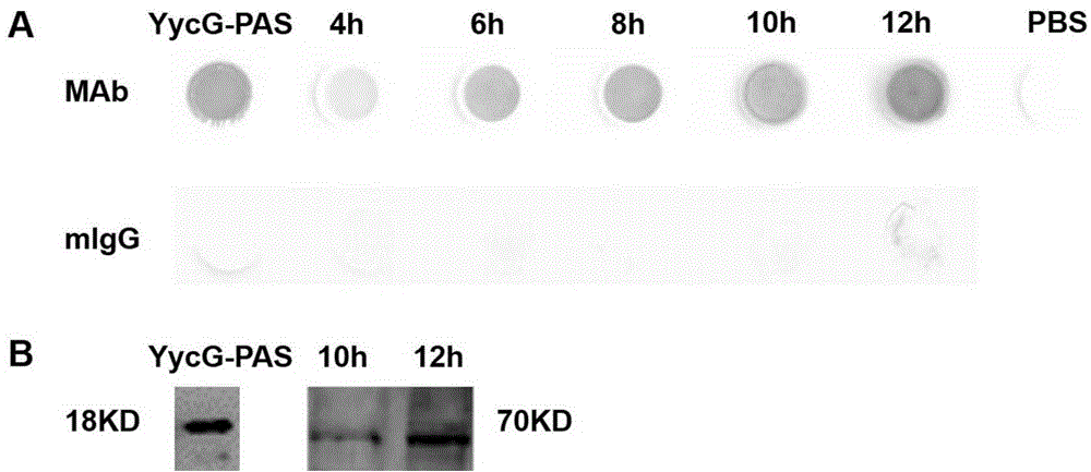 YycG-PAS monoclonal antibody and application thereof