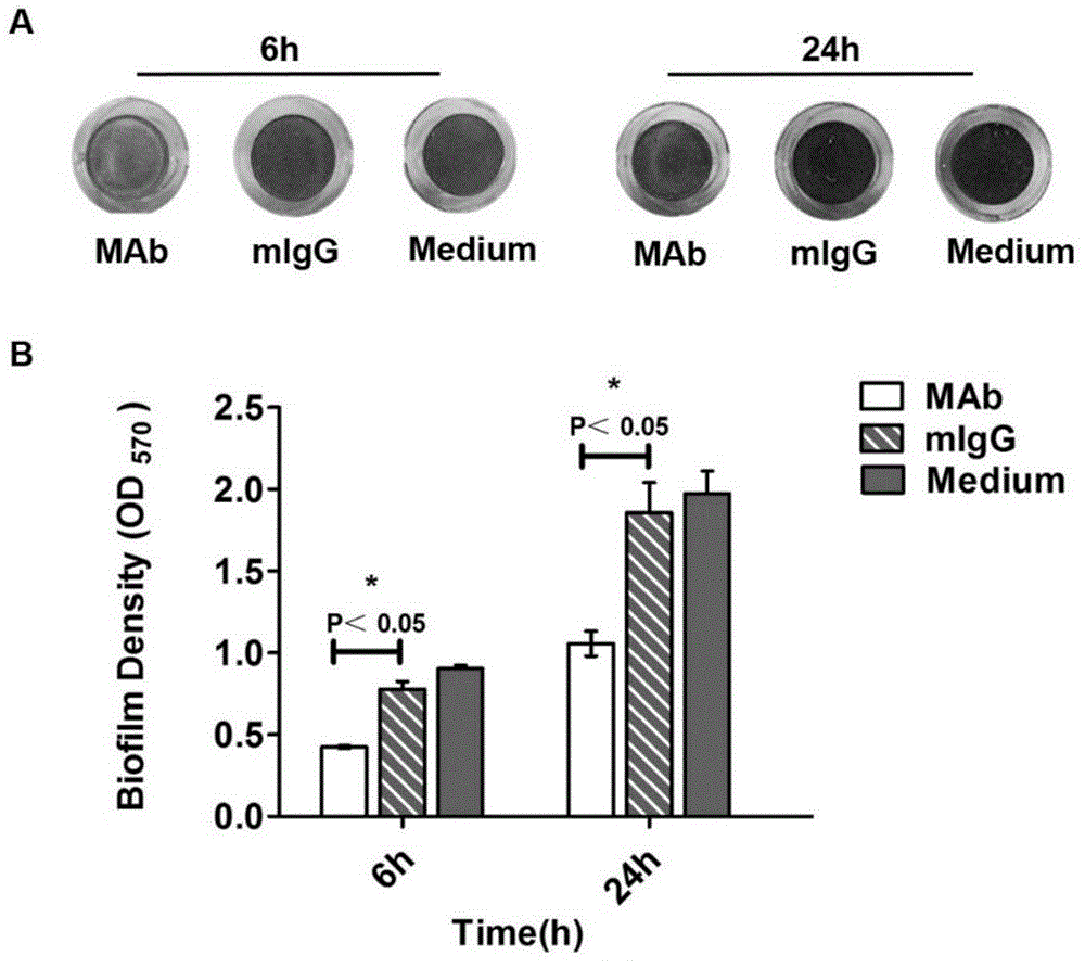 YycG-PAS monoclonal antibody and application thereof