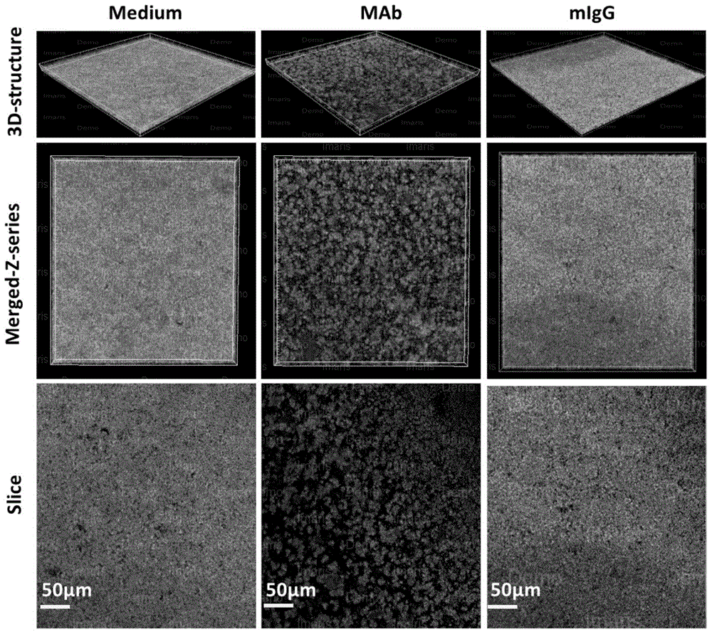 YycG-PAS monoclonal antibody and application thereof