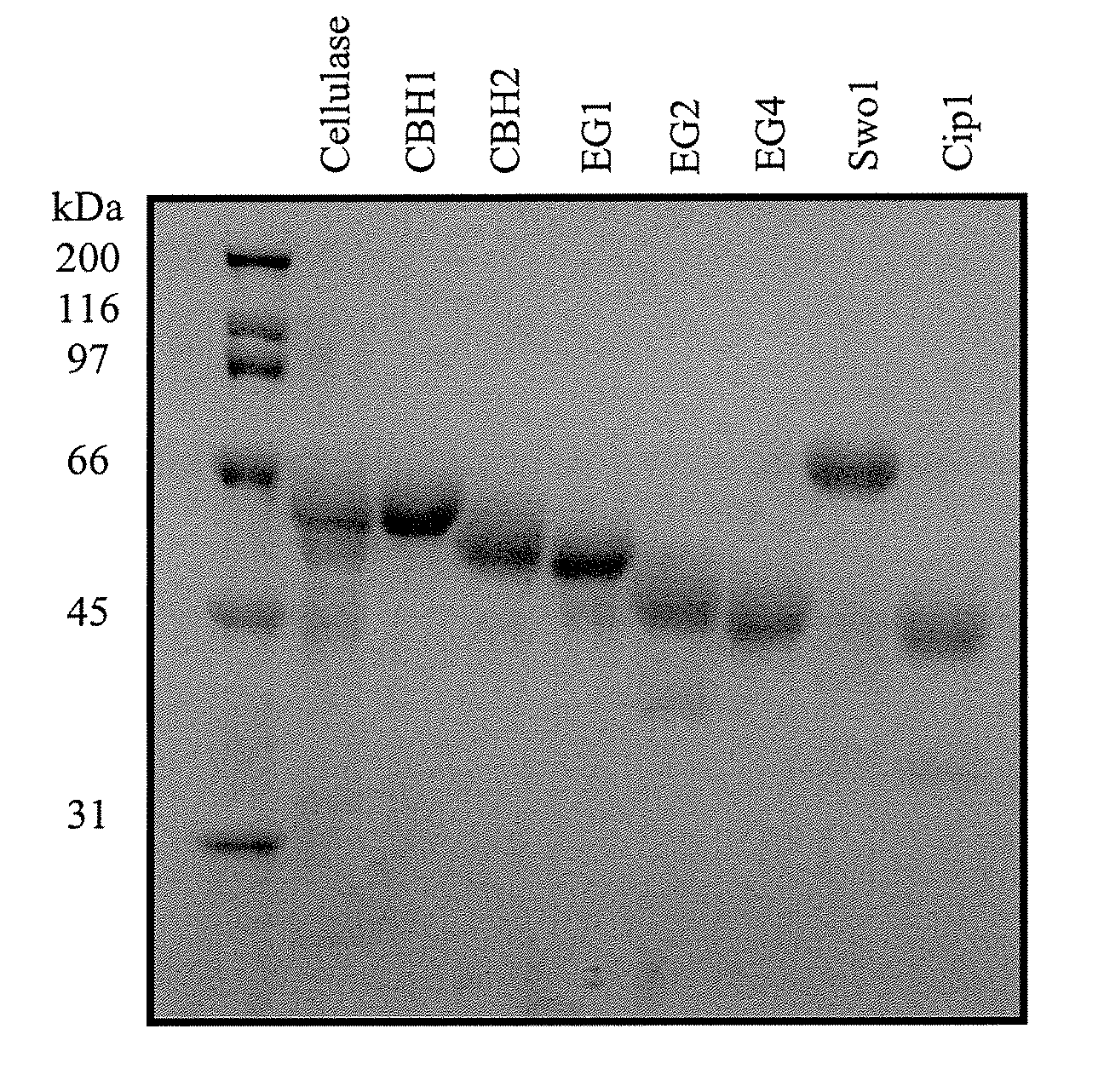 Enzymatic hydrolysis of lignocellulosic feedstocks using accessory enzymes