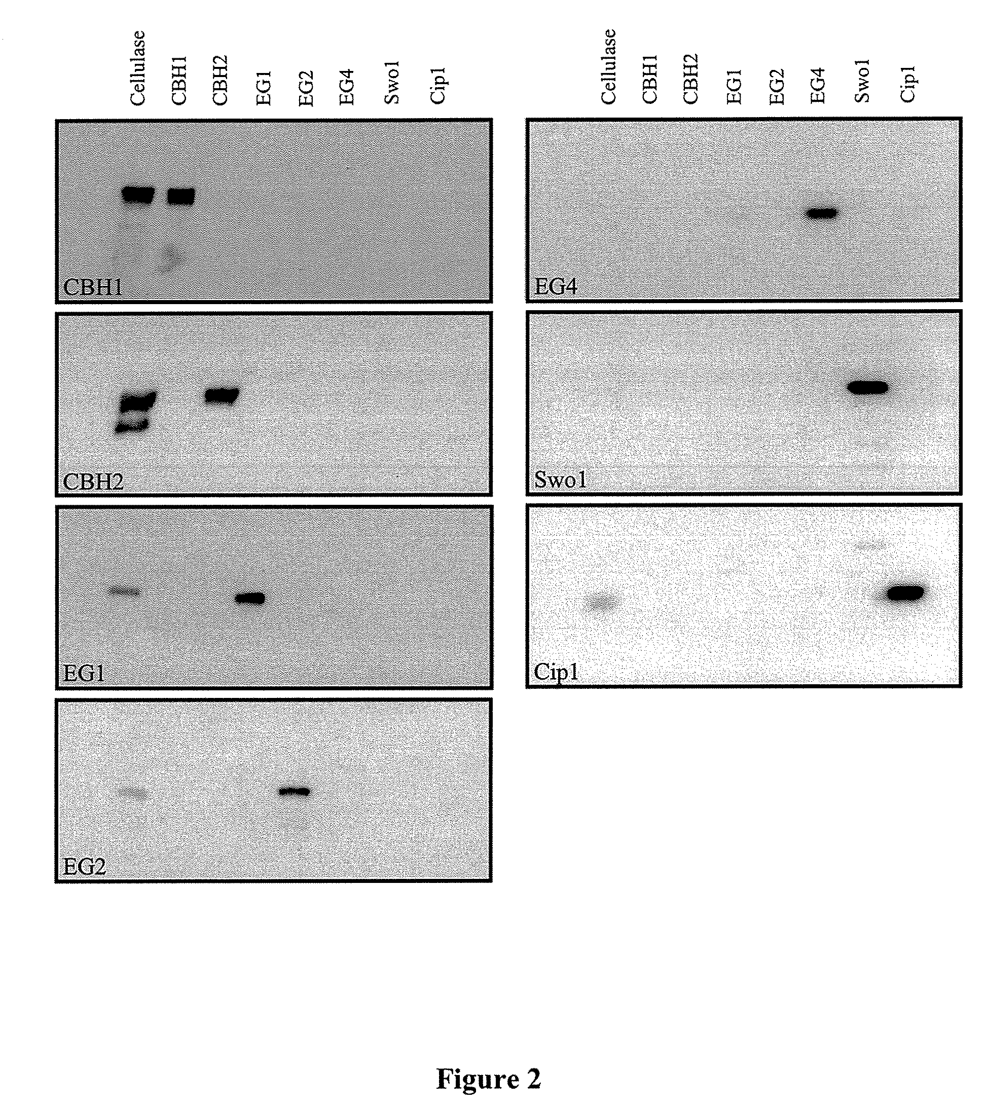 Enzymatic hydrolysis of lignocellulosic feedstocks using accessory enzymes