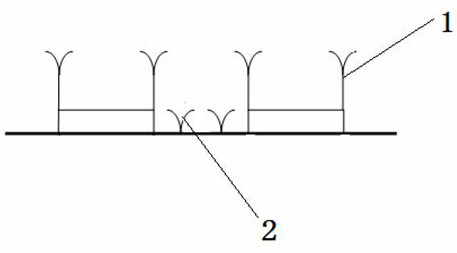 A method for interplanting cassava stalks with vine winter bean