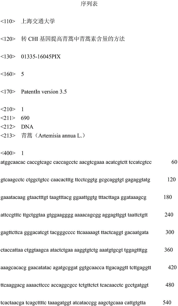 Method for increasing content of artemisinin in Artemisia annua L. by genetic modification with CHI (chalcone Isomerase) genes