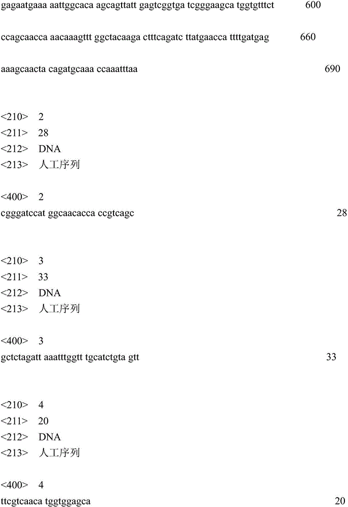 Method for increasing content of artemisinin in Artemisia annua L. by genetic modification with CHI (chalcone Isomerase) genes