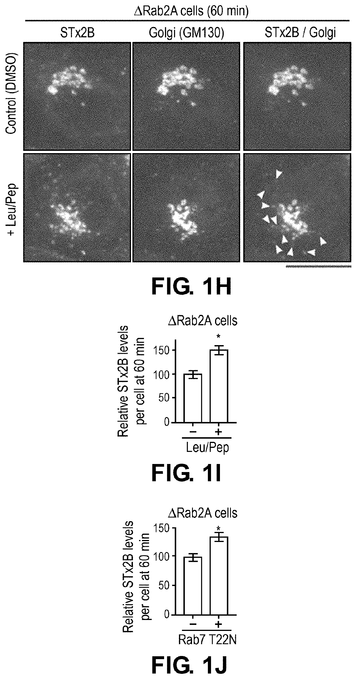 Methods and compositions for the treatment of Shiga Toxicosis