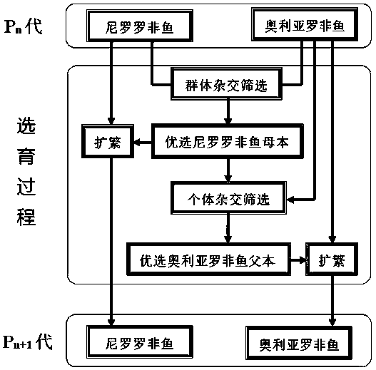 A kind of breeding method of high propagation type neo tilapia hybrid mating line