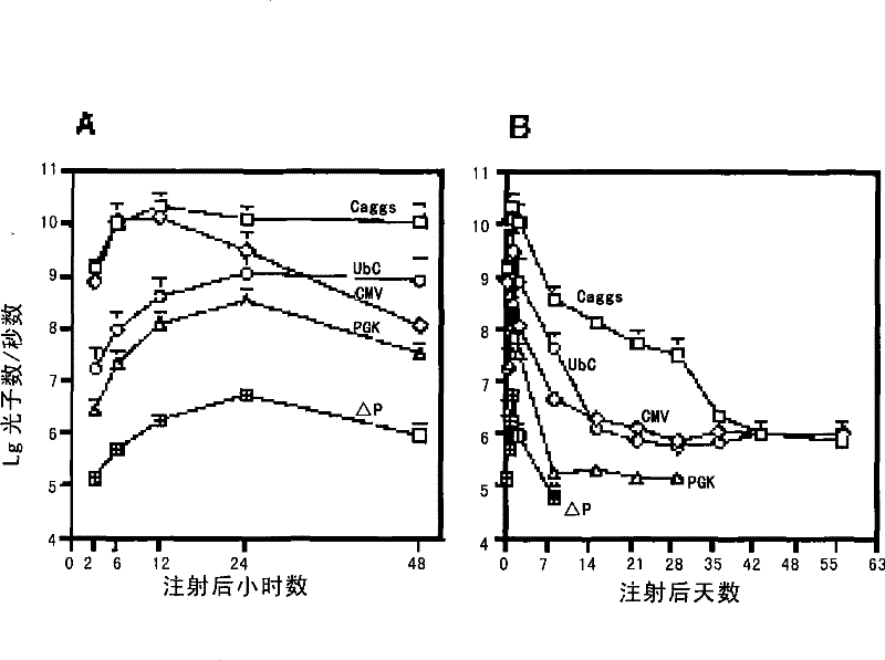 A system capable of stably expressing cell cycle factor FoxM1 and its medical use