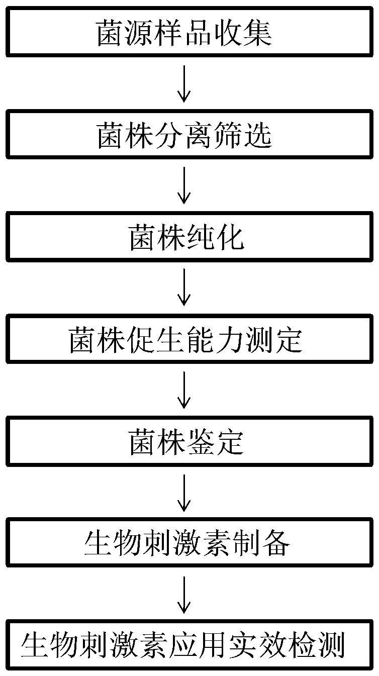 Preparation and application methods of salt-tolerant biological stimulin capable of improving germination of corn seeds