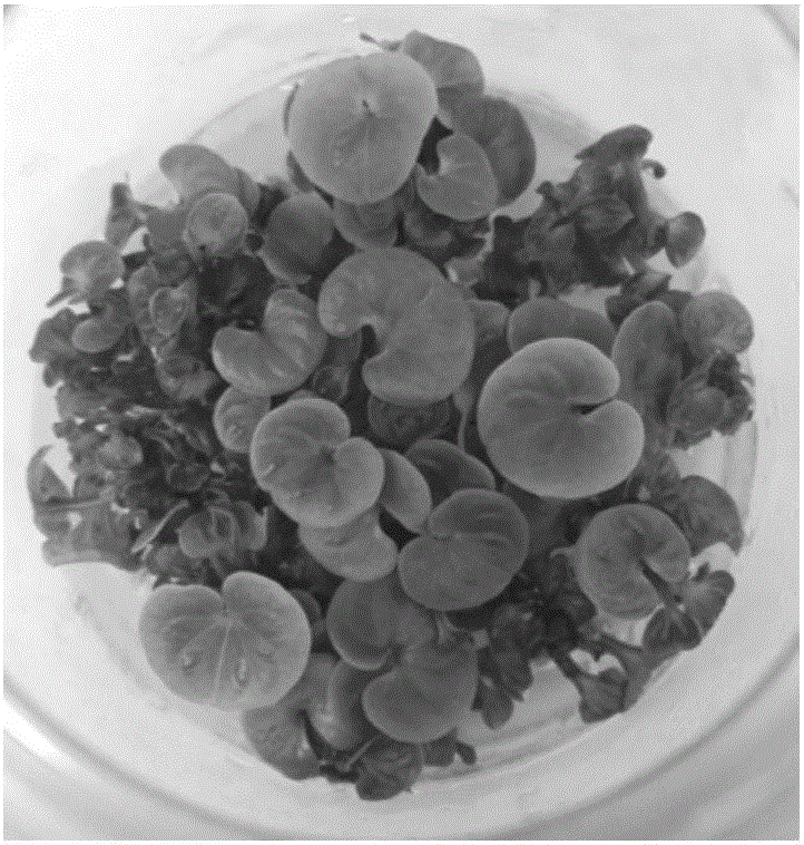 Batch production method of medicinal dioscorea zingiberensis