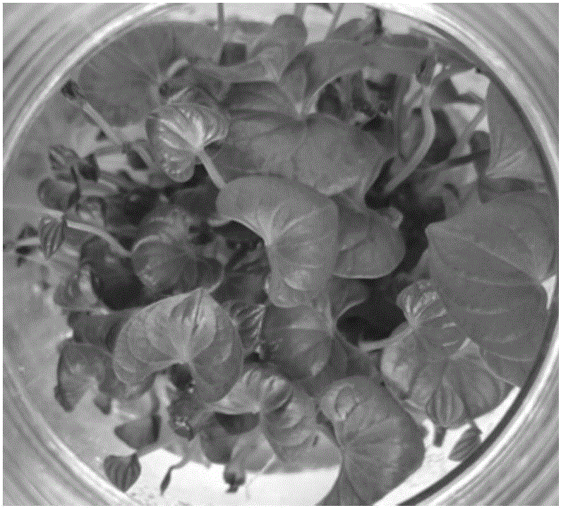 Batch production method of medicinal dioscorea zingiberensis