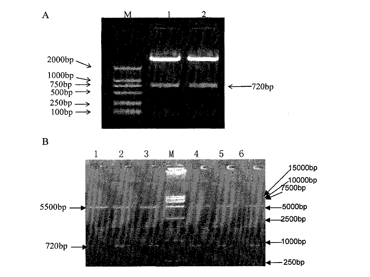 Recombinant superantigen SEB mutant, preparation method and applications thereof