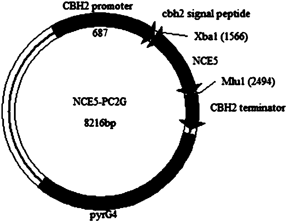 Novel Trichoderma host cell and application thereof