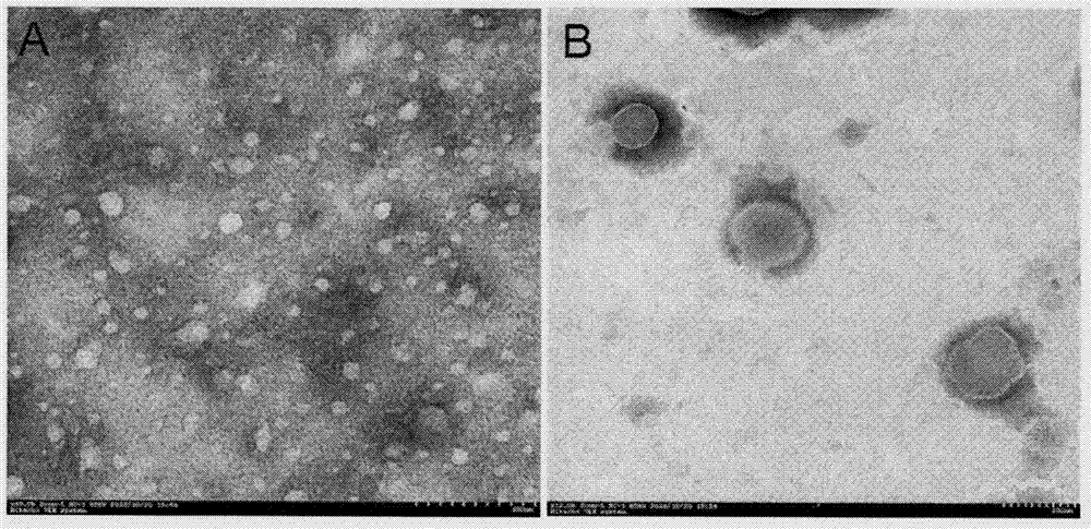 Multilevel targeted hyaluronic acid nanoparticle loaded with methotrexate and preparing method thereof