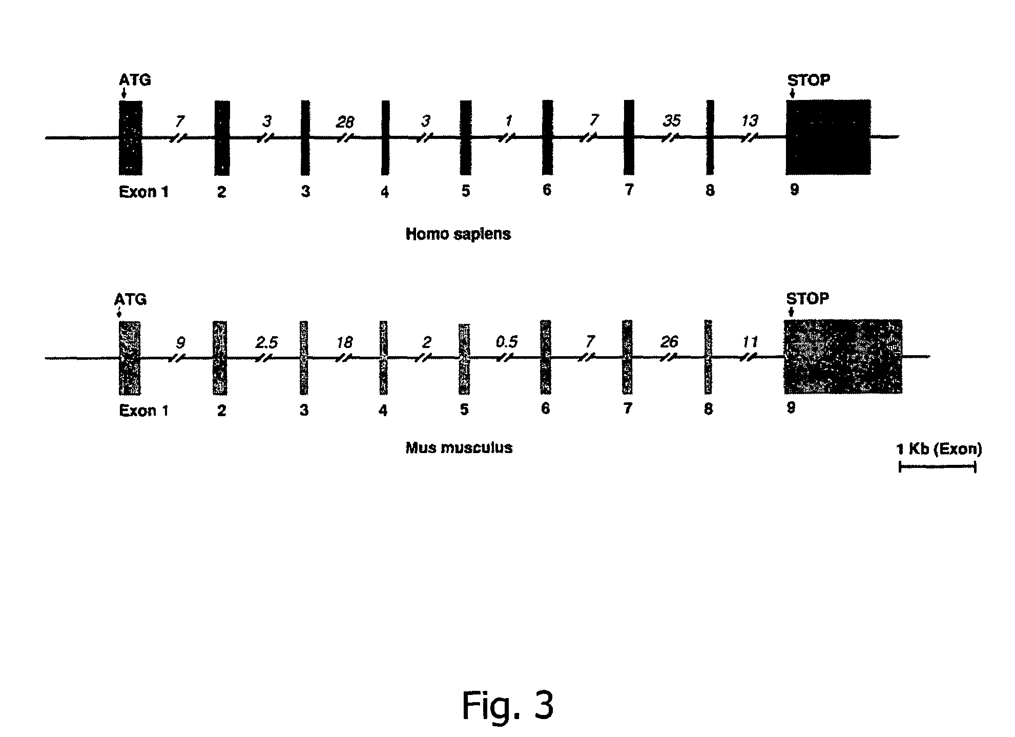 Cell that expresses a sulfatase and a formylglycine generating enzyme