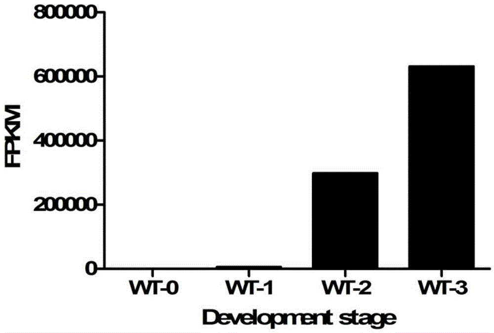 Identification and application of plant anther specific-expression promoter pTaASG004