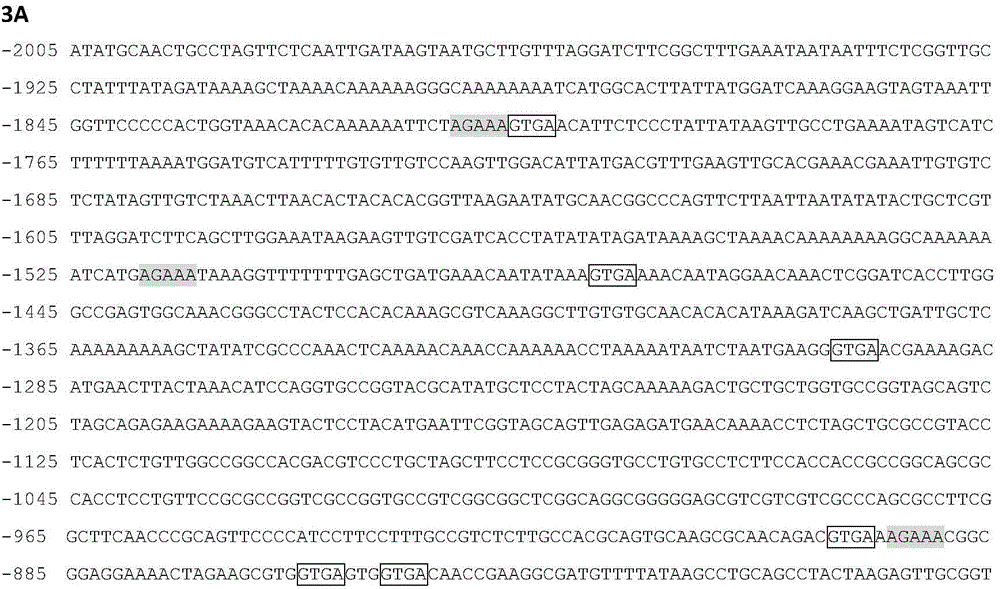 Identification and application of plant anther specific-expression promoter pTaASG004