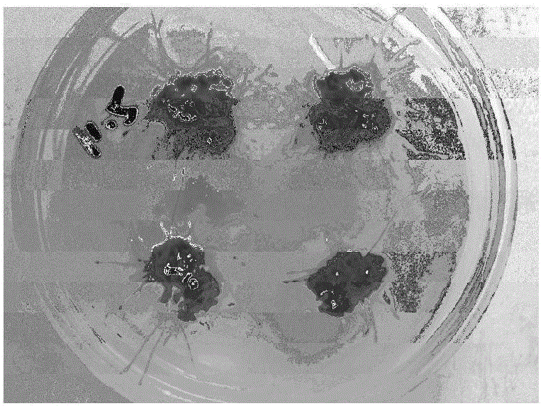 Method for preparing root systems containing resveratrol with culturing of polygonum cuspidatum leaves