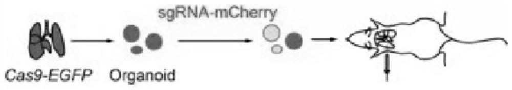 Method for constructing in-situ primary lung cancer animal model