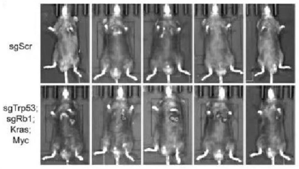 Method for constructing in-situ primary lung cancer animal model