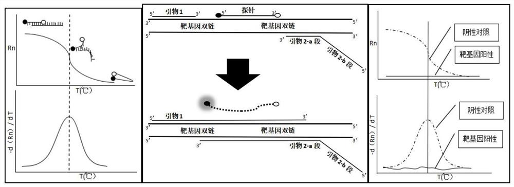 Method for simultaneously detecting multiple diarrhea viruses by utilizing melting curve