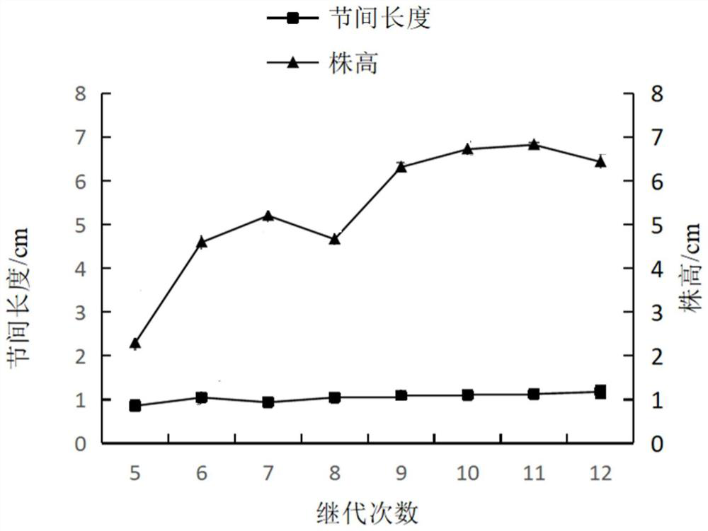 A system and its application method for increasing the transplanting emergence of test-tube seedlings of grapes