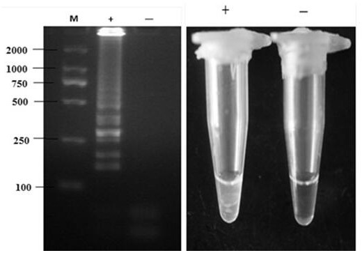 A kind of detection primer of potato infestans lamp and its visual detection method