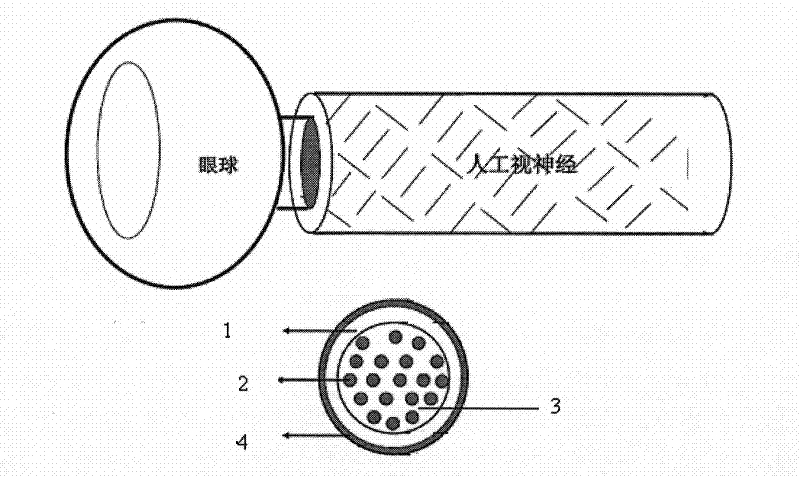 Tissue engineered artificial optic nerve conduit and preparation method thereof