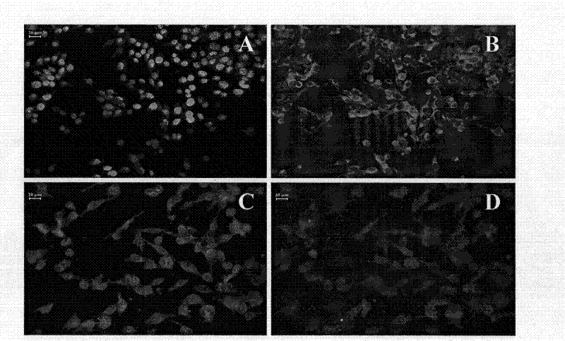 Tissue engineered artificial optic nerve conduit and preparation method thereof