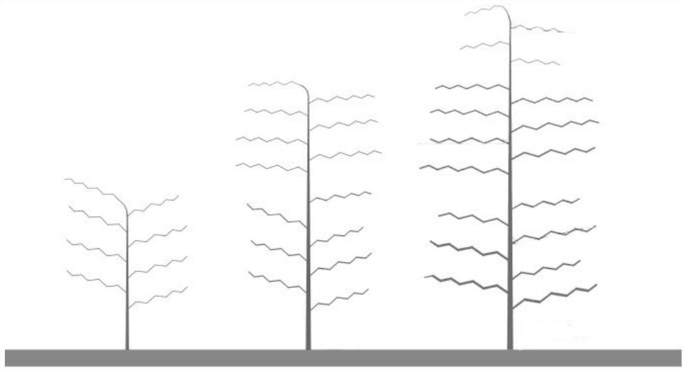 A Tree Shape Suitable for Reconstruction of Densely Planted Jujube Orchard in Xinjiang