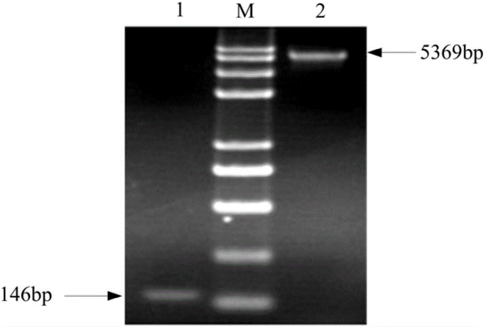 Polypeptide with antibacterial anti-inflammatory activity and application thereof