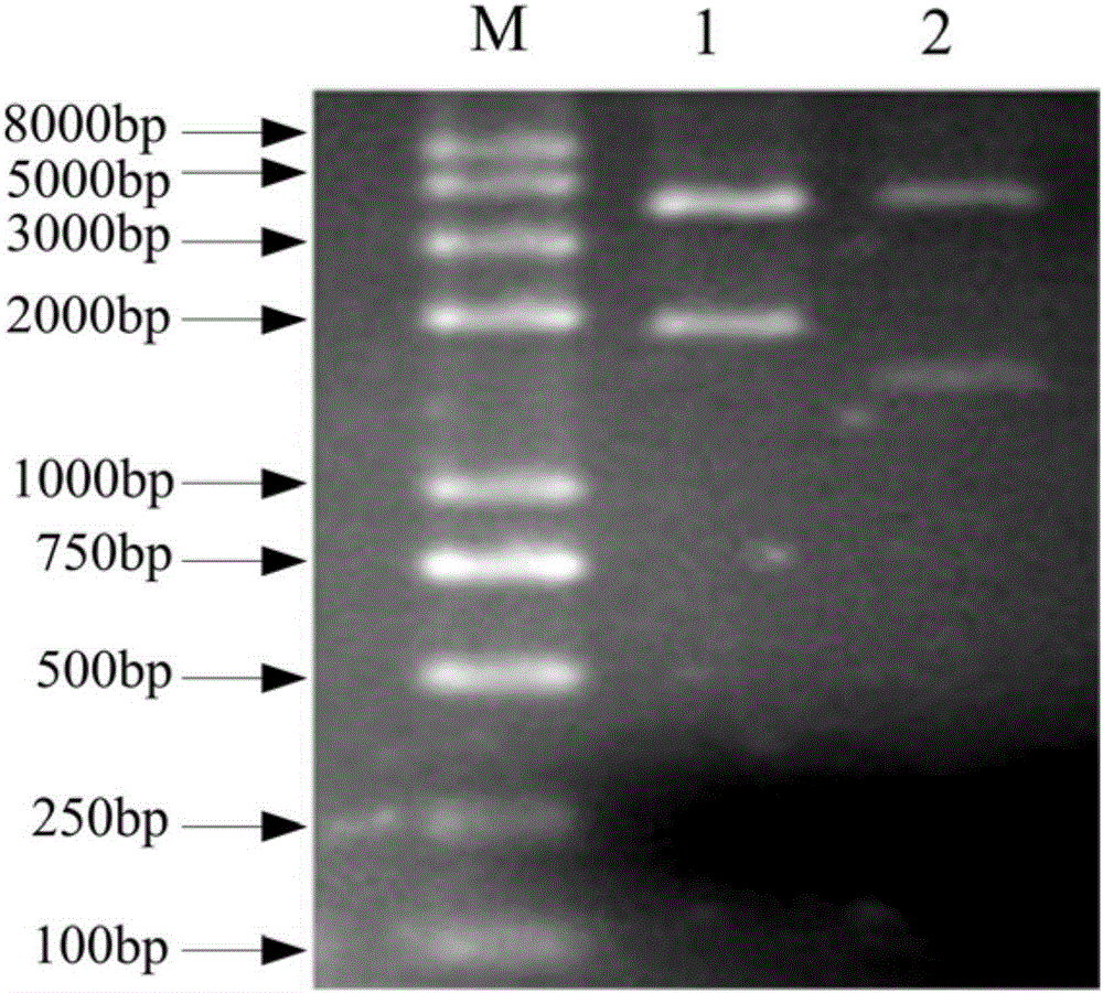 Polypeptide with antibacterial anti-inflammatory activity and application thereof