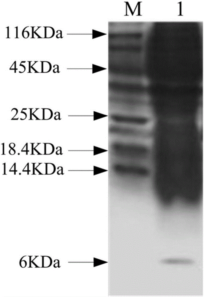 Polypeptide with antibacterial anti-inflammatory activity and application thereof