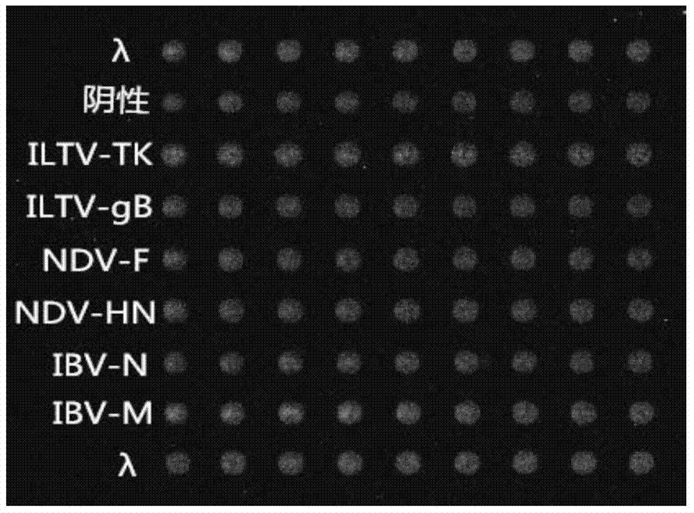 Gene chip and kit for detecting Newcastle disease virus, avian infectious bronchitis virus and avian infectious laryngotracheitis virus