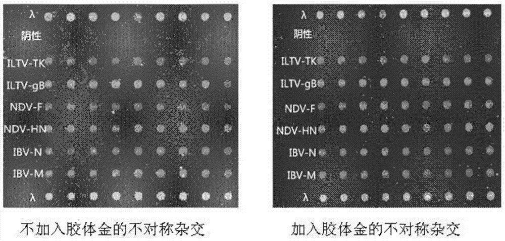 Gene chip and kit for detecting Newcastle disease virus, avian infectious bronchitis virus and avian infectious laryngotracheitis virus