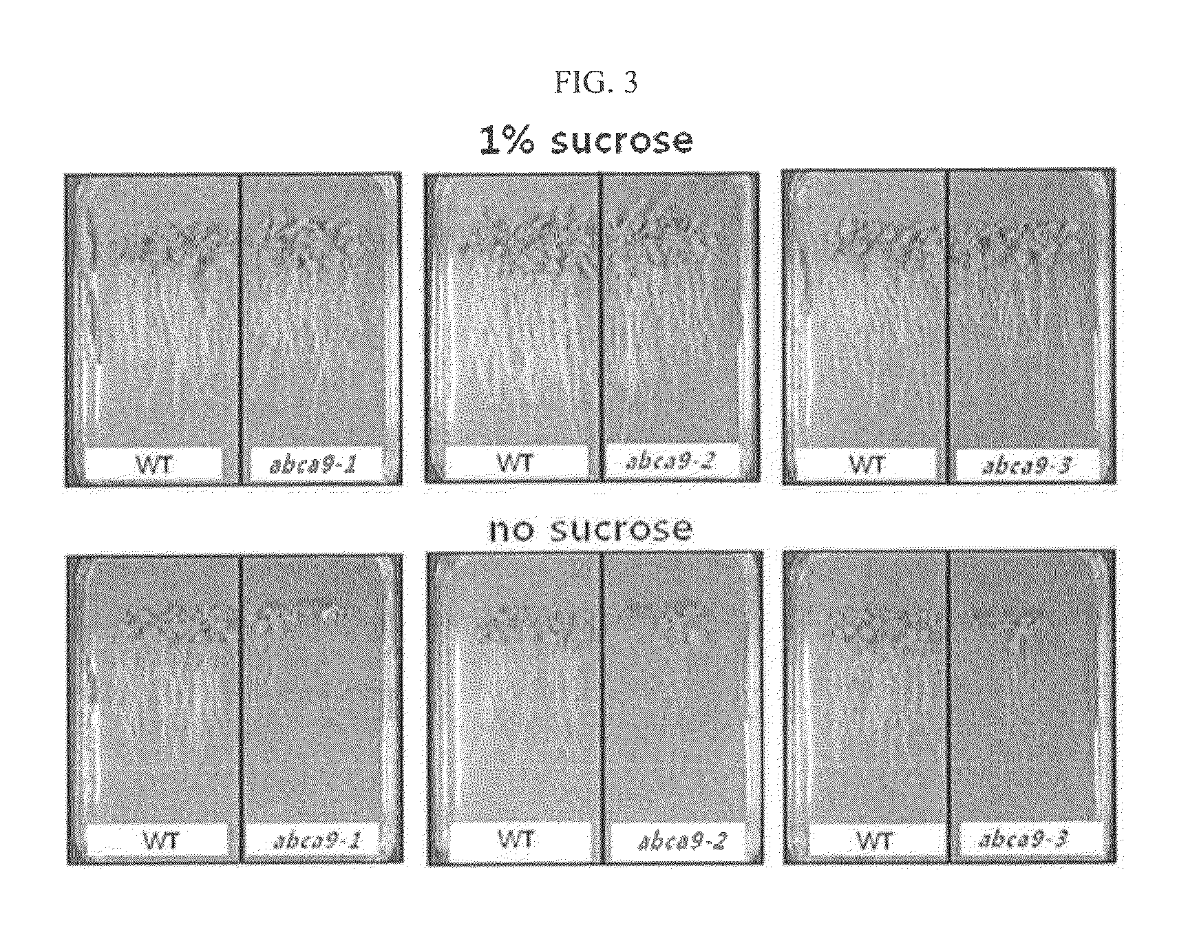 Composition containing gene encoding abc transporter proteins for increasing size of plant seed and content of fat stored within seed