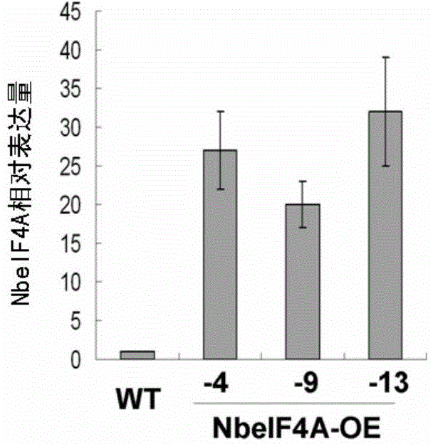 Two plant eIF4A genes and application thereof in preparation of transgenic rice stripe virus resistant plant body