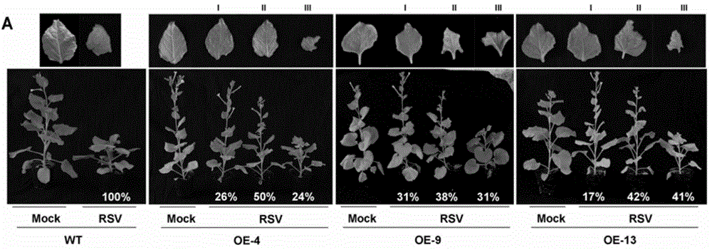 Two plant eIF4A genes and application thereof in preparation of transgenic rice stripe virus resistant plant body