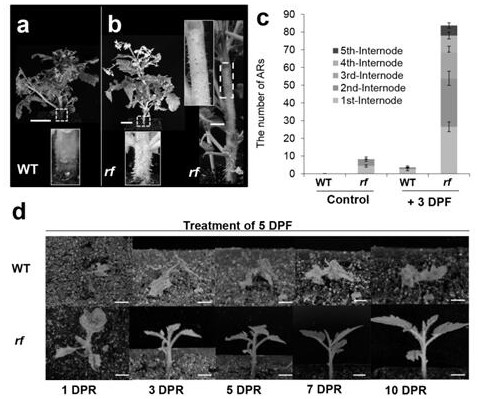 Tomato flooding-resistant gene RF and application thereof