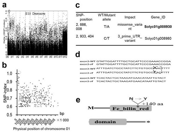 Tomato flooding-resistant gene RF and application thereof